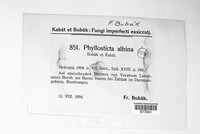Phyllosticta albina image